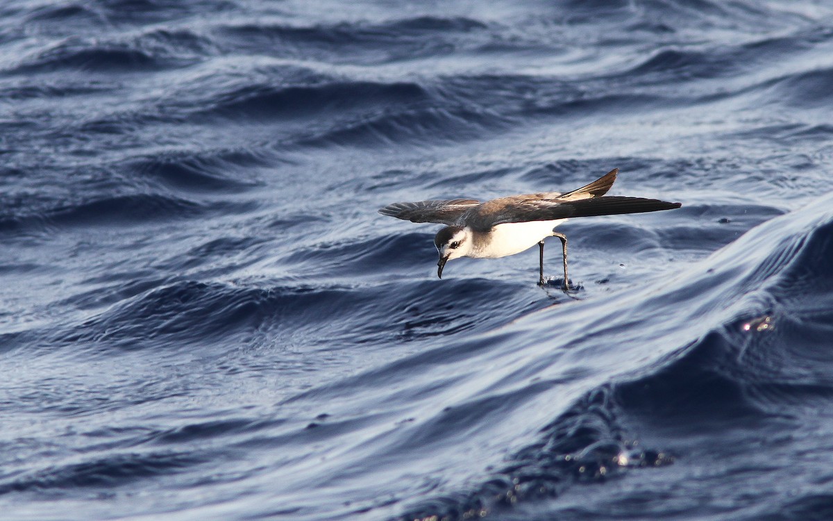 White-faced Storm-Petrel - Uku Paal