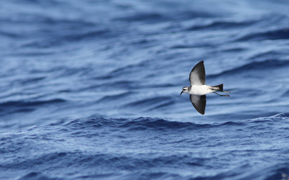 White-faced Storm-Petrel - ML300807761