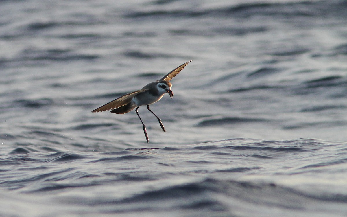 White-faced Storm-Petrel - ML300807771