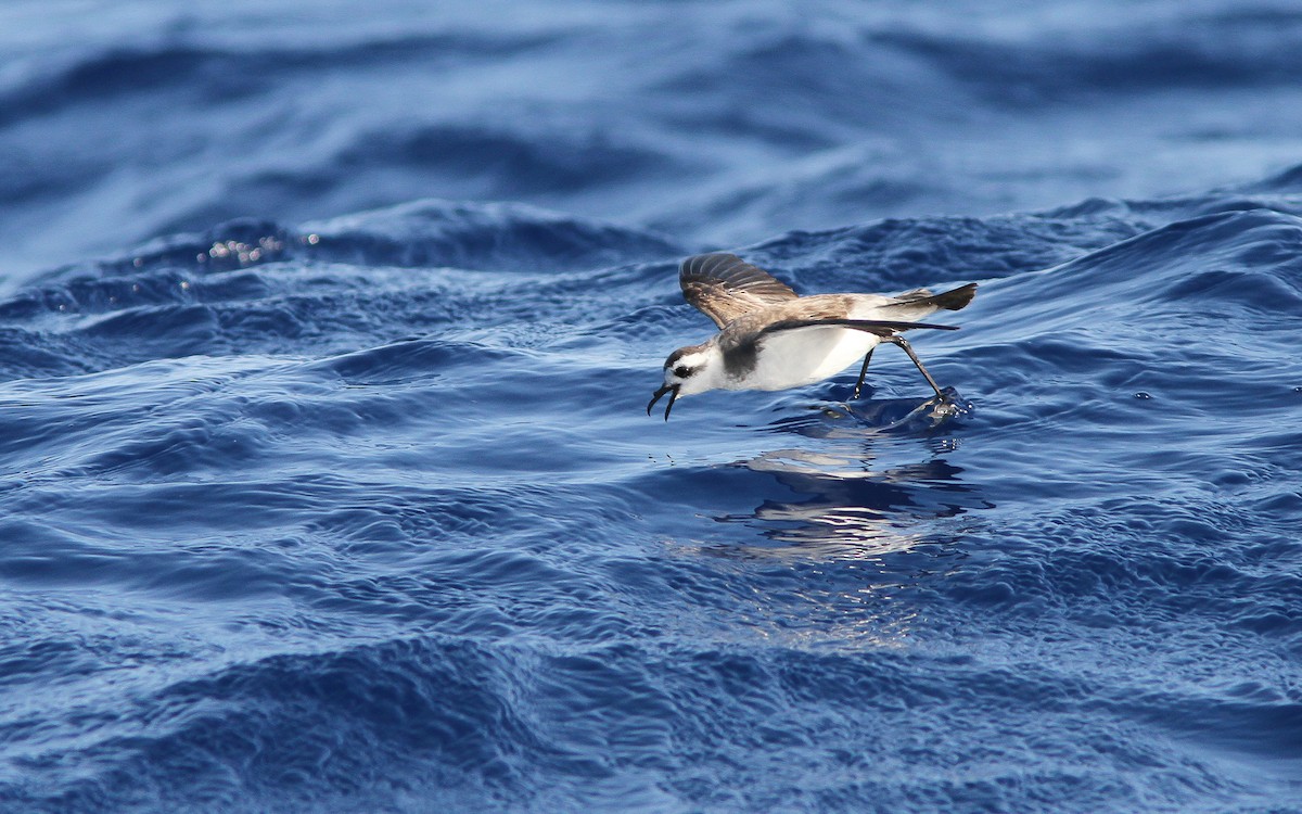 White-faced Storm-Petrel - ML300807781