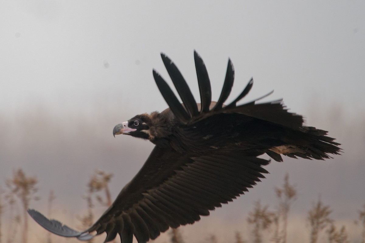 Cinereous Vulture - ML300809171