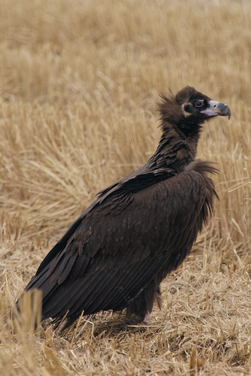 Cinereous Vulture - ML300809211