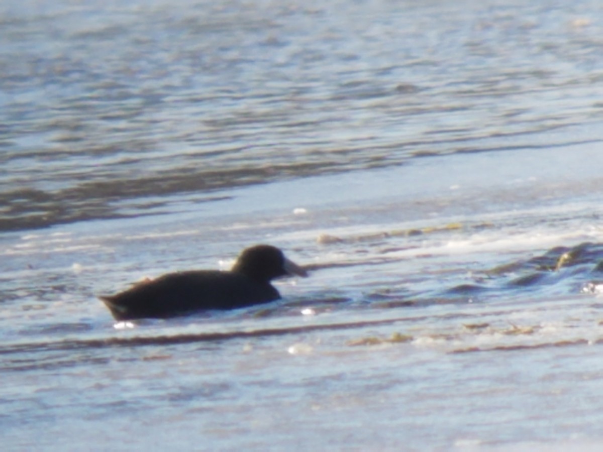 American Coot - ML300814151