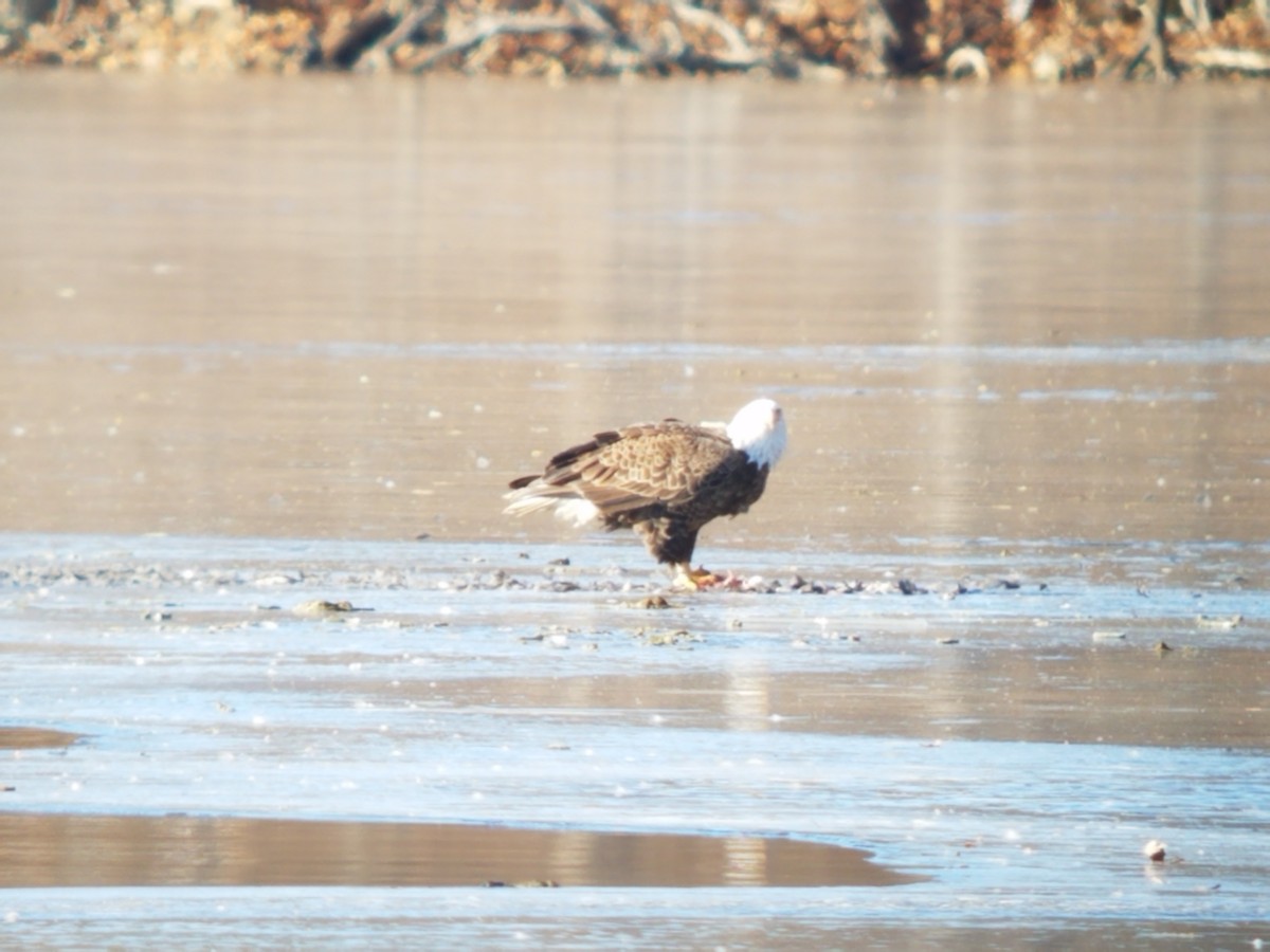 Bald Eagle - ML300814211