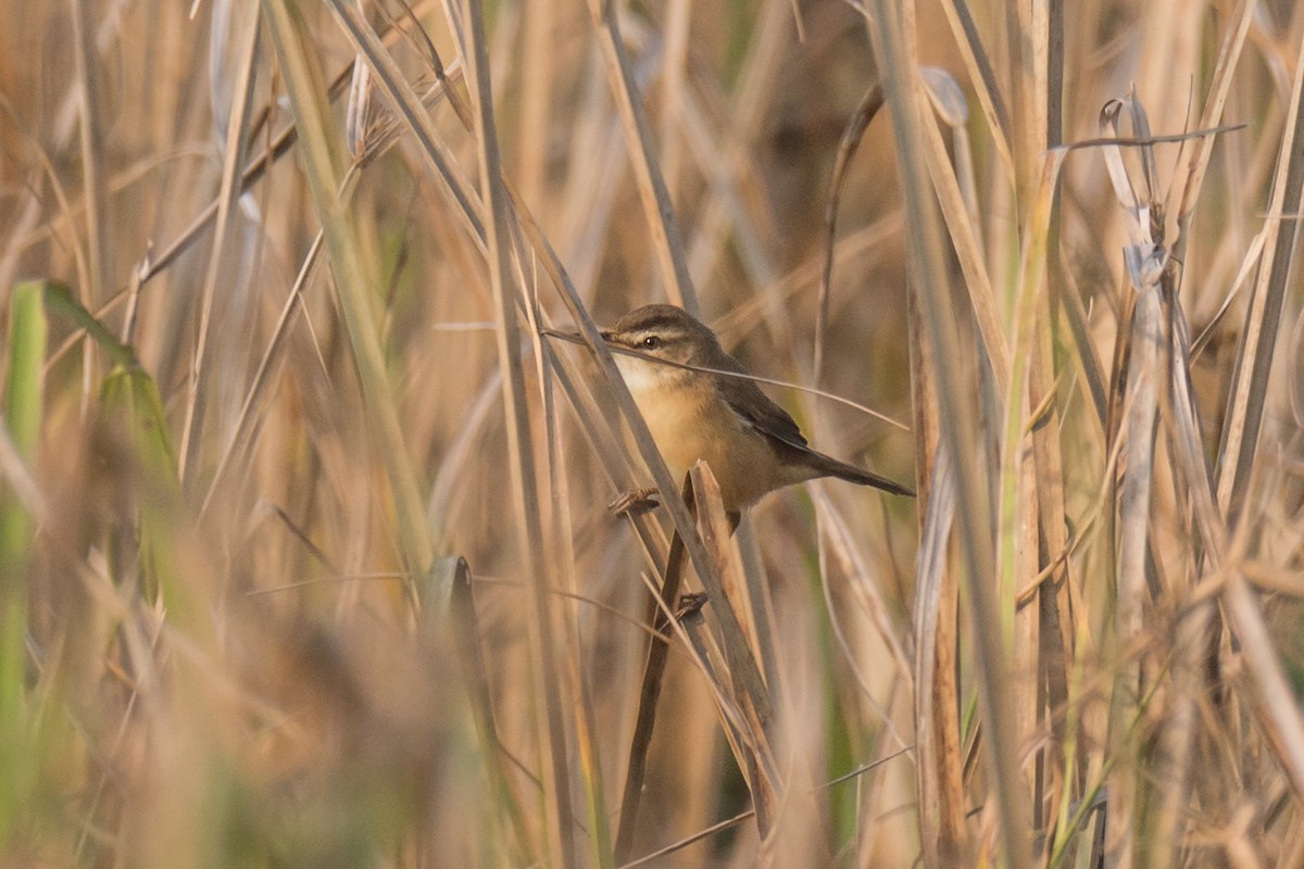 Manchurian Reed Warbler - ML300814411