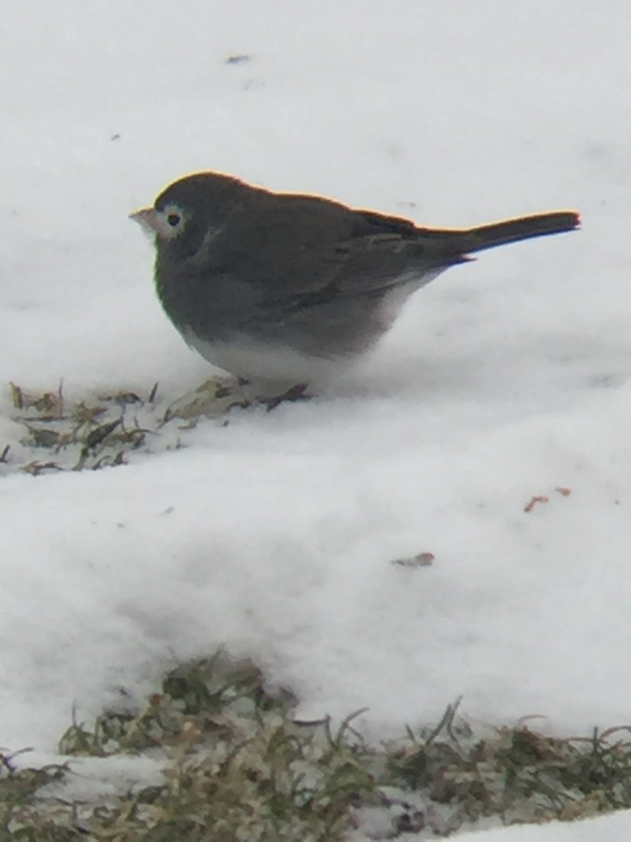 Dark-eyed Junco (Slate-colored) - ML300814861