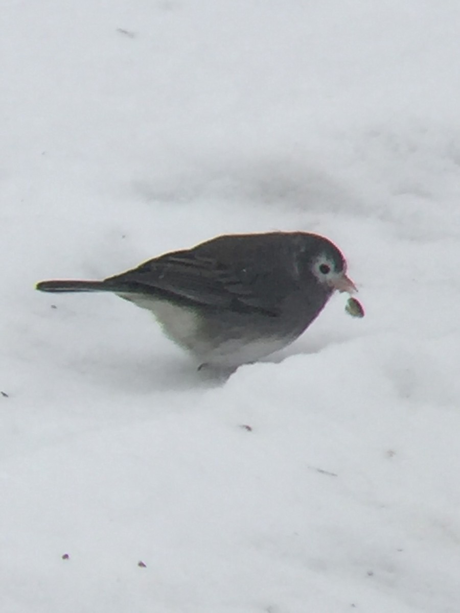 Dark-eyed Junco (Slate-colored) - ML300814881