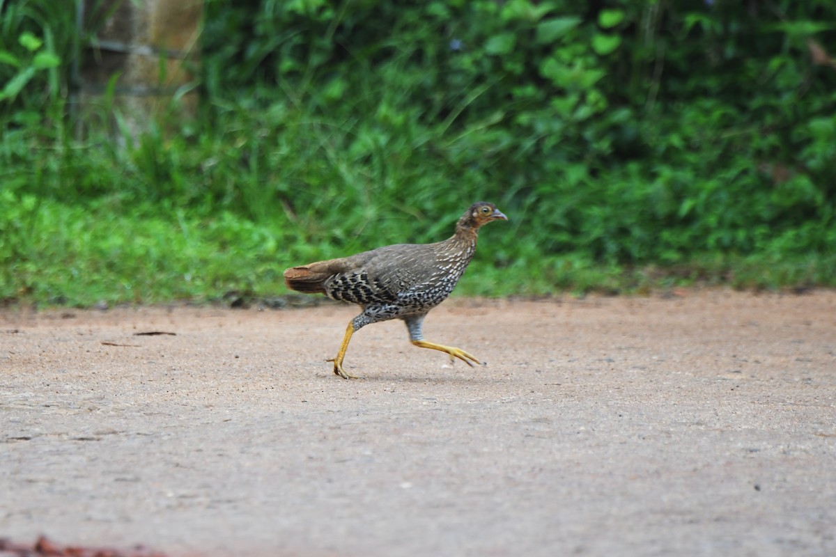 Sri Lanka Junglefowl - Gomen See
