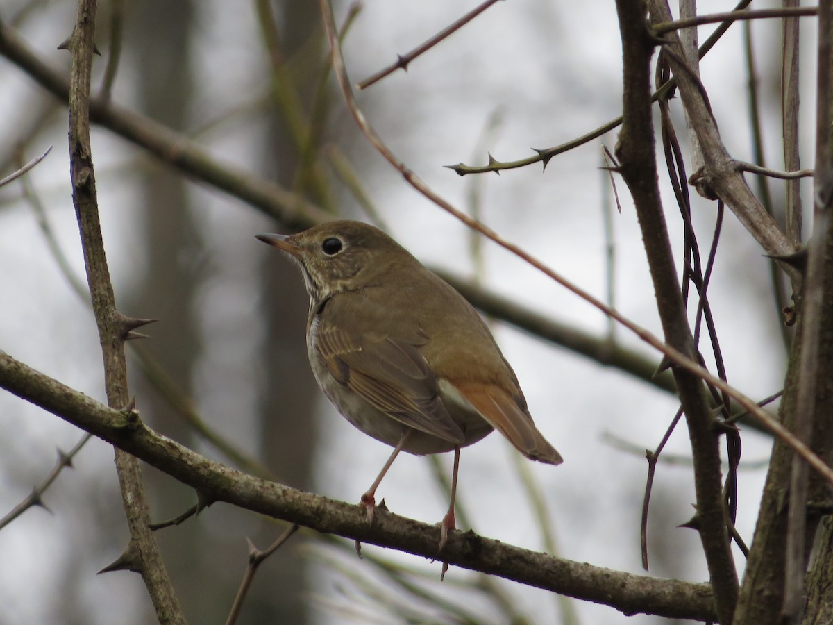 Hermit Thrush - ML300819181