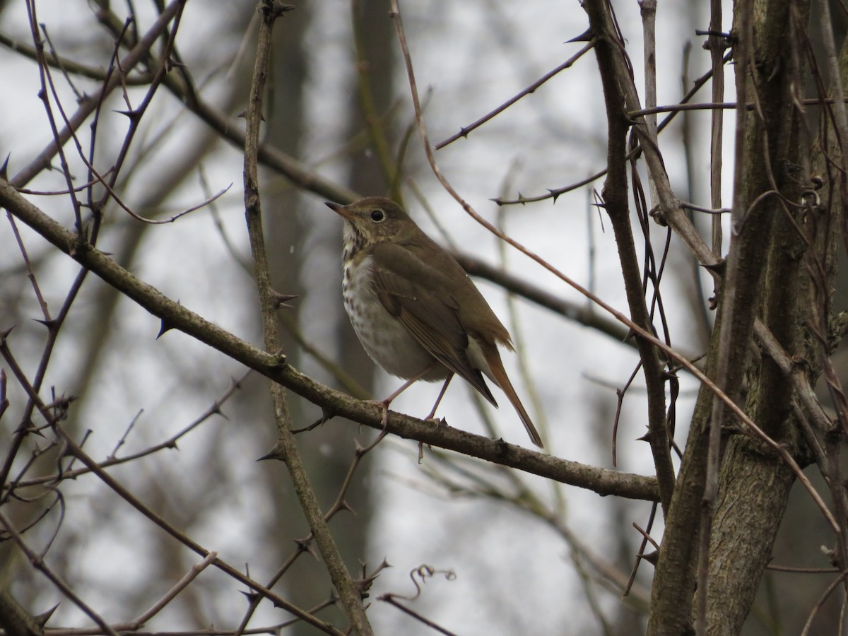 Hermit Thrush - ML300819531