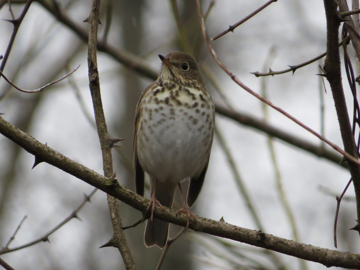 Hermit Thrush - ML300819661