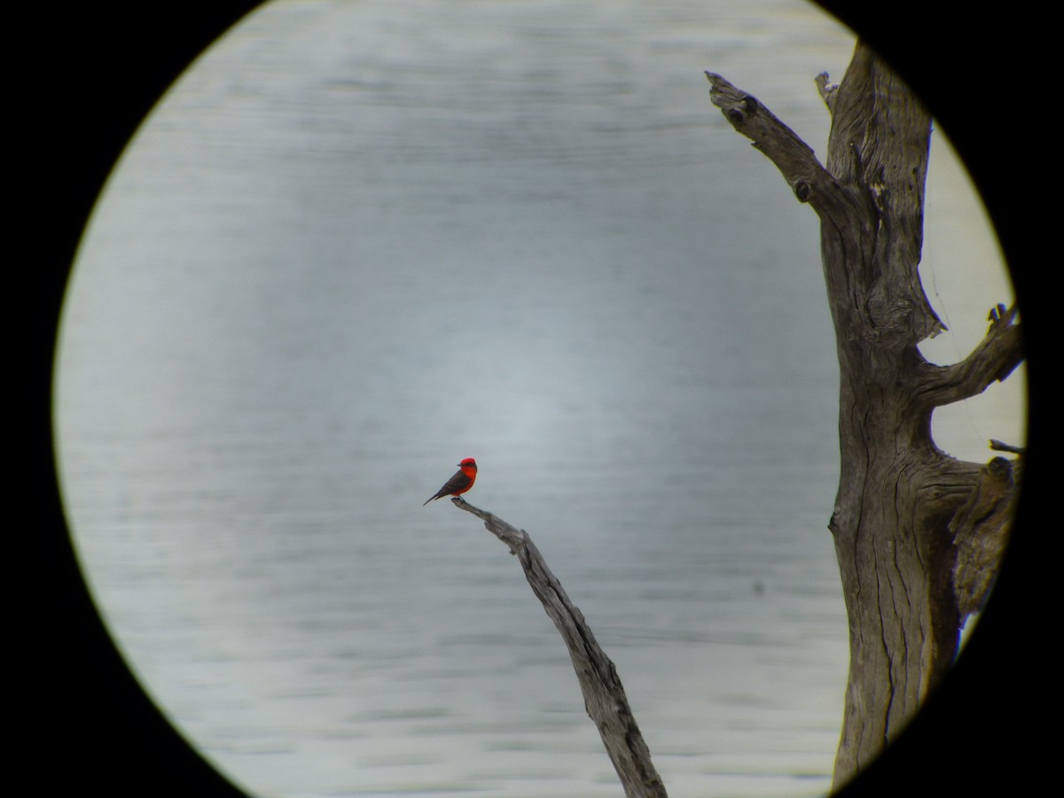 Vermilion Flycatcher - ML300820031