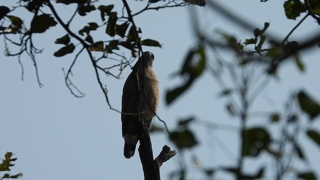 Crested Serpent-Eagle - ML300820641