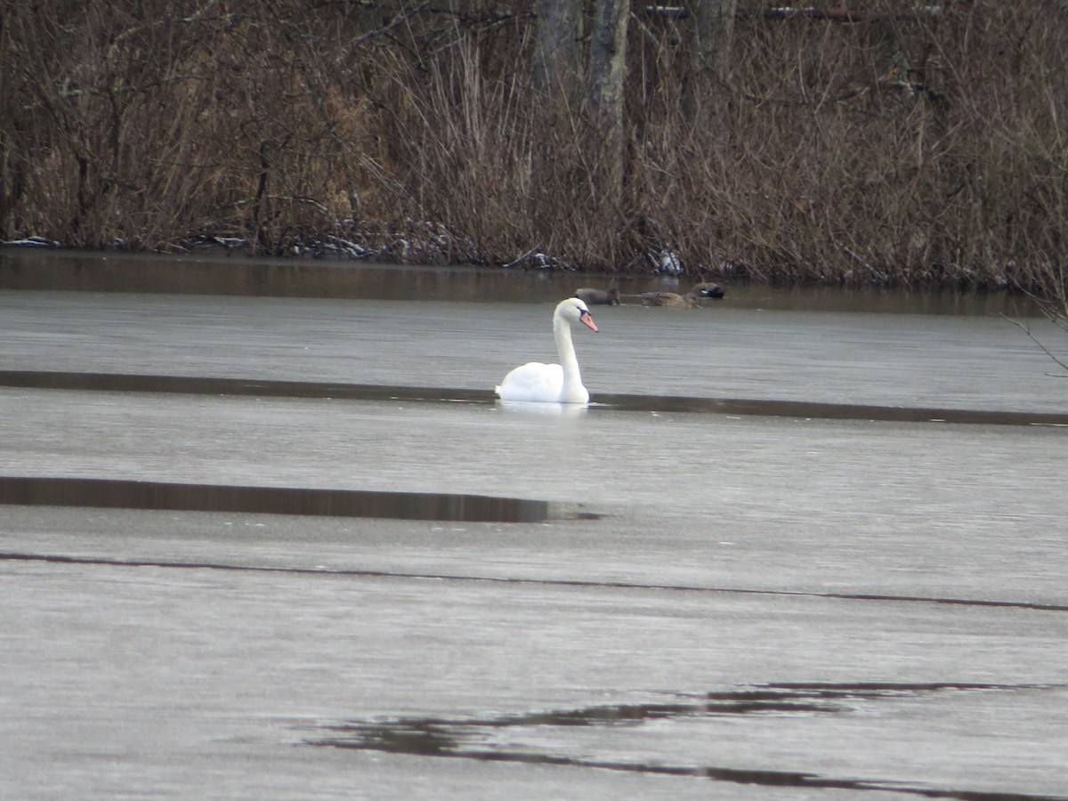 Mute Swan - ML300820751