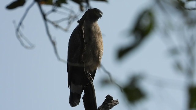 Crested Serpent-Eagle - ML300821091