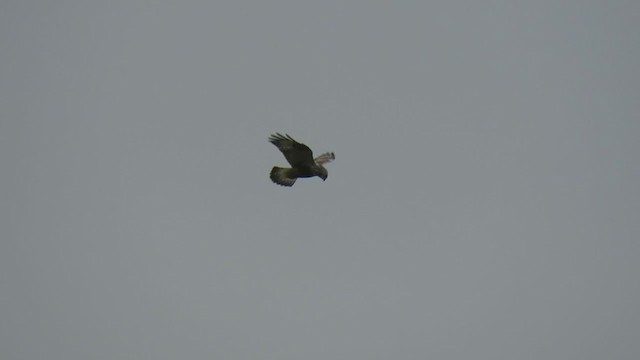 Rough-legged Hawk - ML300824261