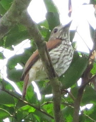 African Shrike-flycatcher - ML300824721