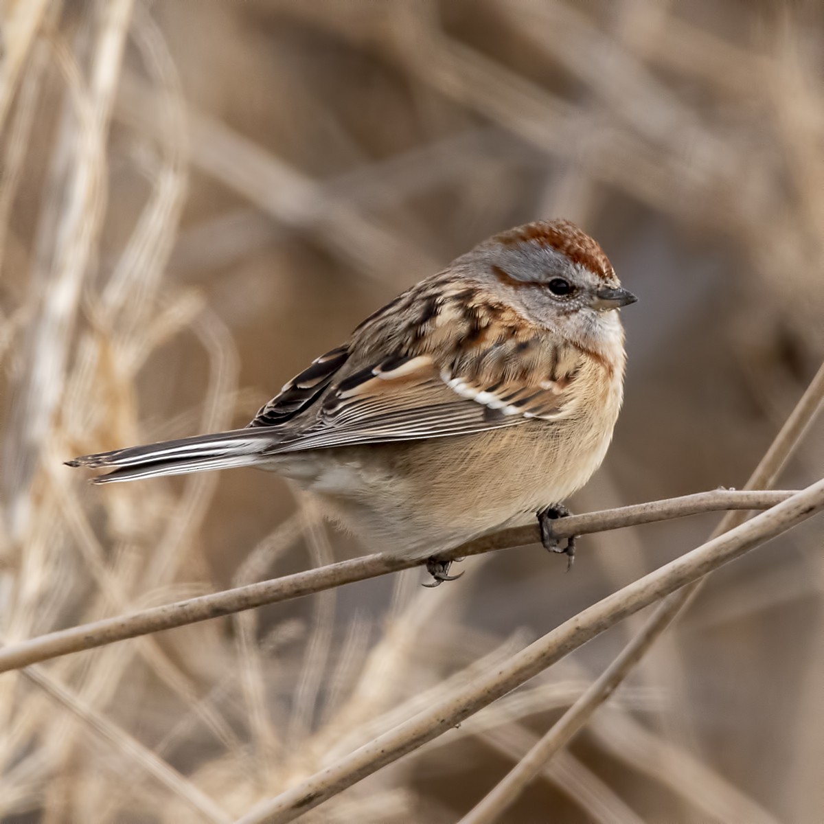 American Tree Sparrow - ML300825081