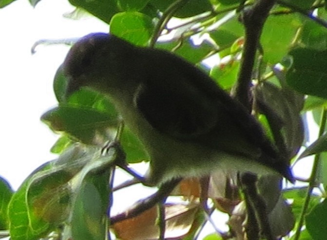 Forest Penduline-Tit - ML300825341