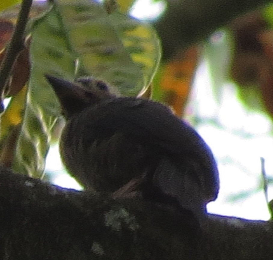 Naked-faced Barbet - ML300826951