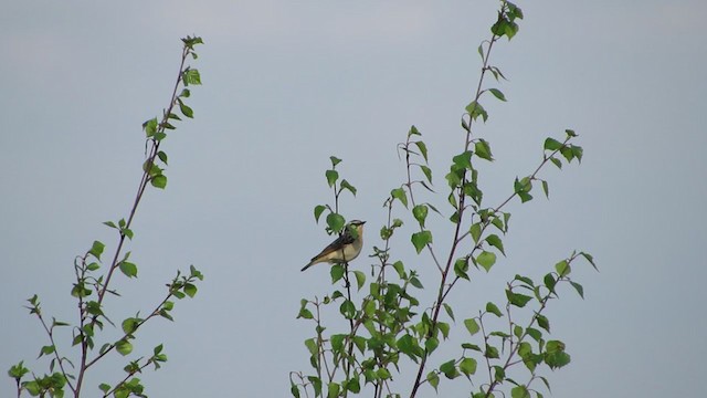 Whinchat - ML300827561