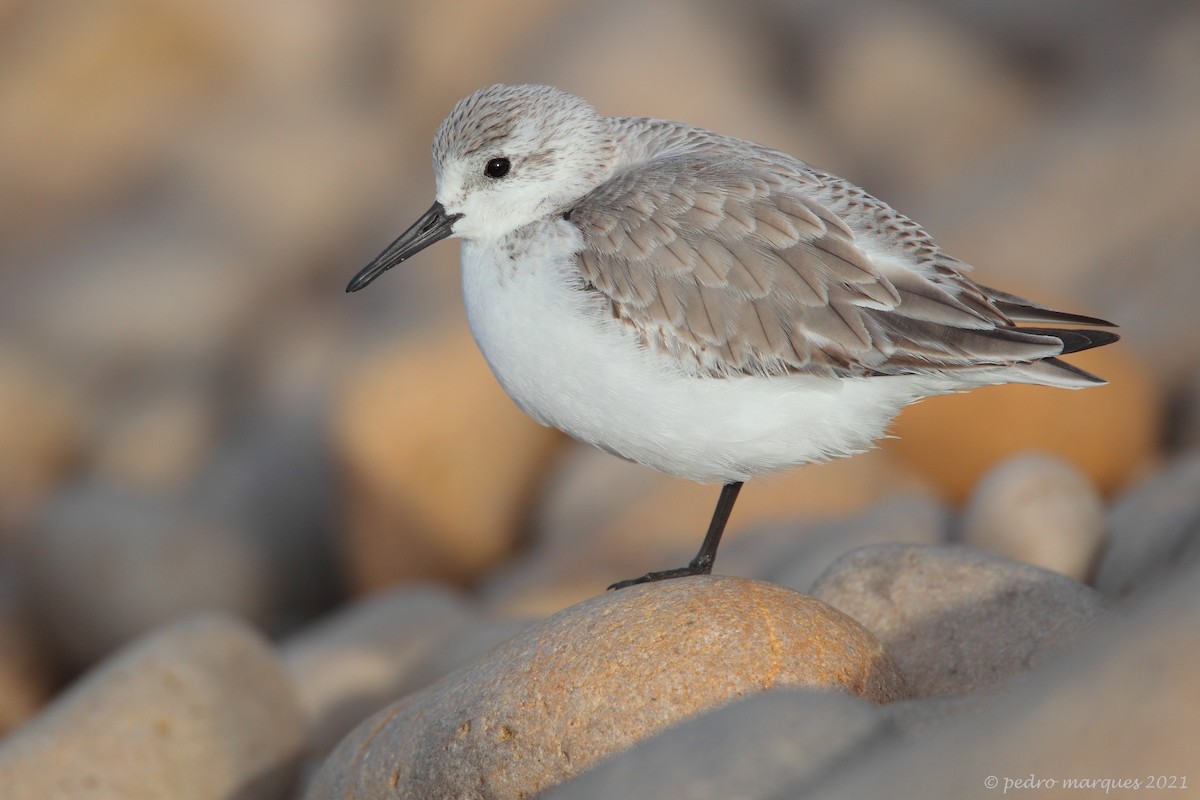 Sanderling - Pedro Marques