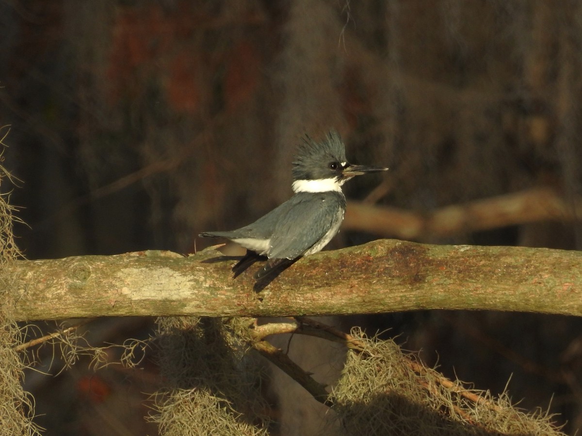 Belted Kingfisher - ML300828421