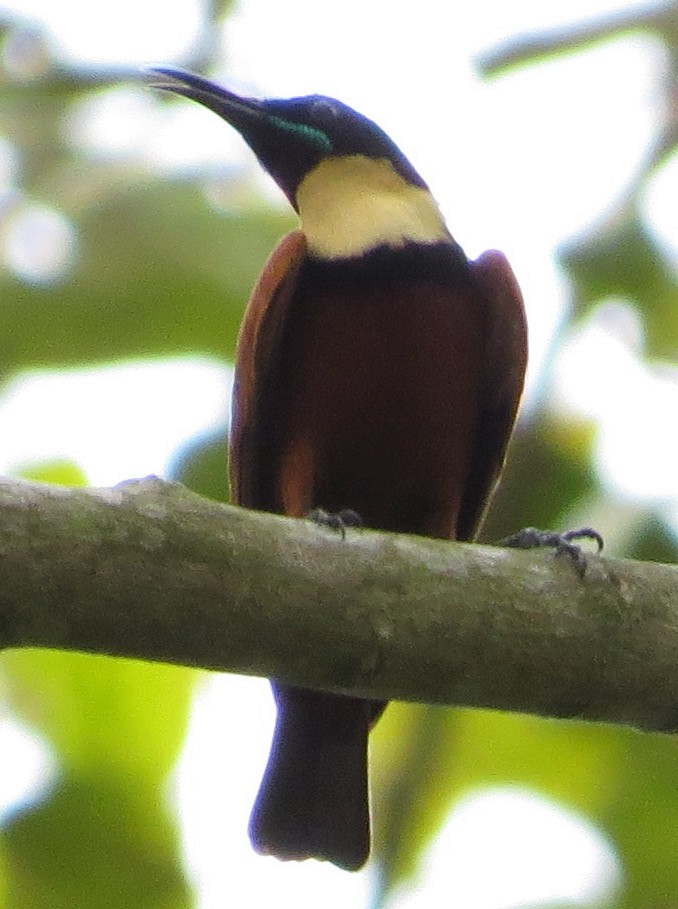 Buff-throated Sunbird - ML300830291