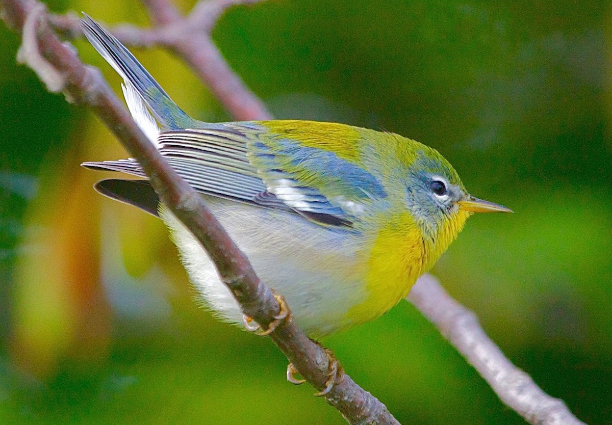 Northern Parula - ML30083071