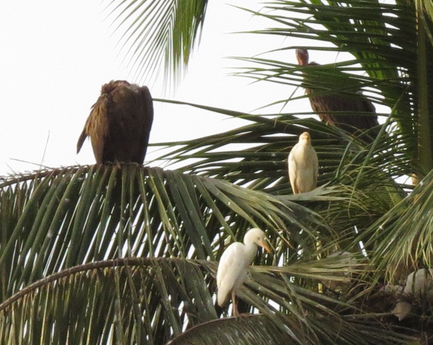 Hooded Vulture - Rich Hoyer