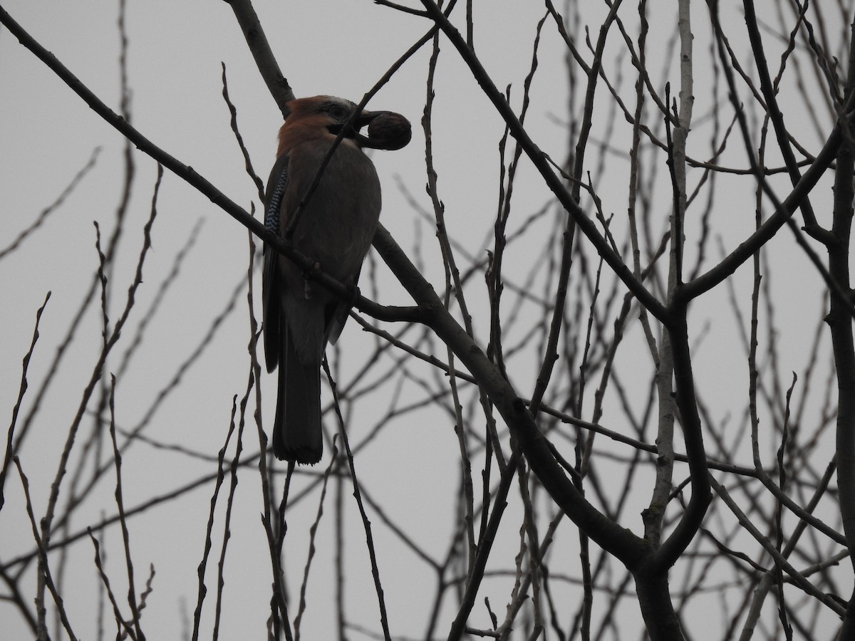 Eurasian Jay - ML300831011