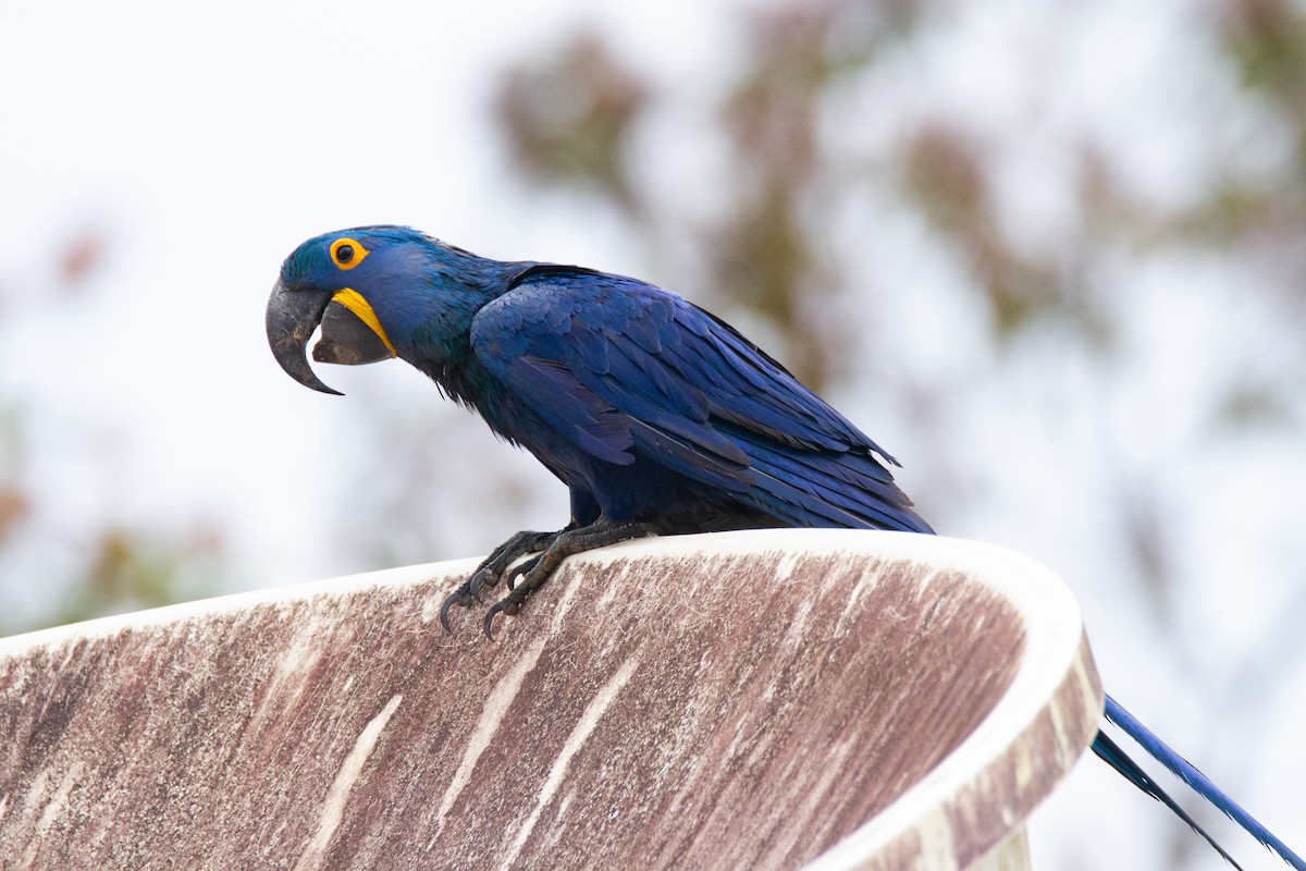 Hyacinth Macaw - Chuck Heikkinen