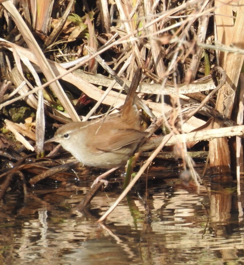 Cetti's Warbler - ML300833841