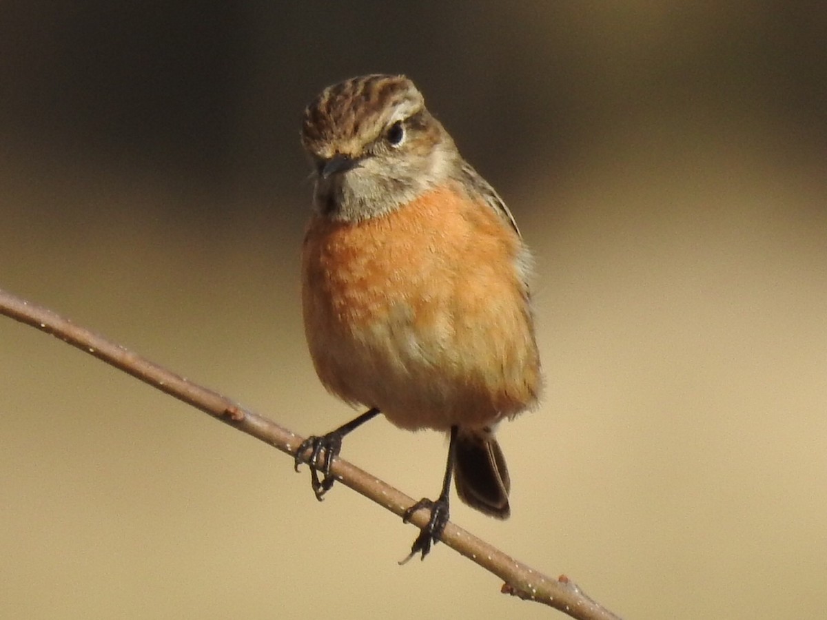 European Stonechat - ML300834071