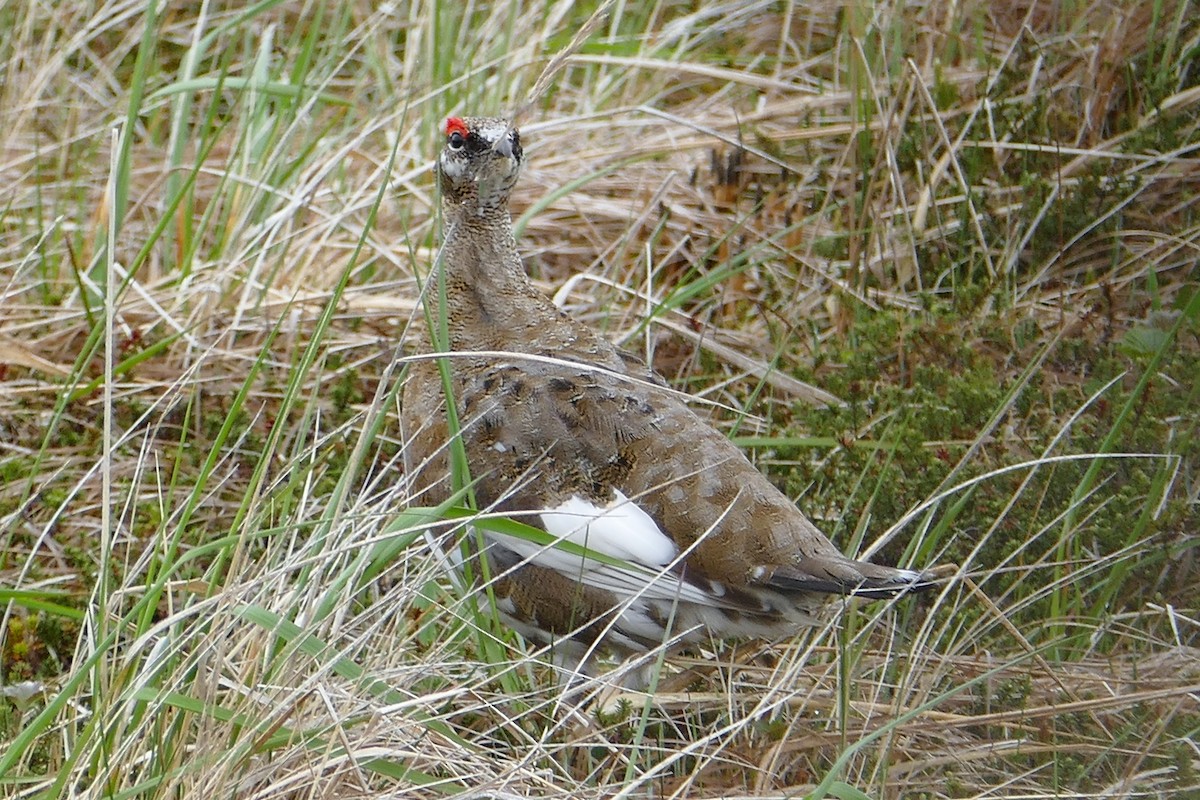 Rock Ptarmigan - Karen Thompson