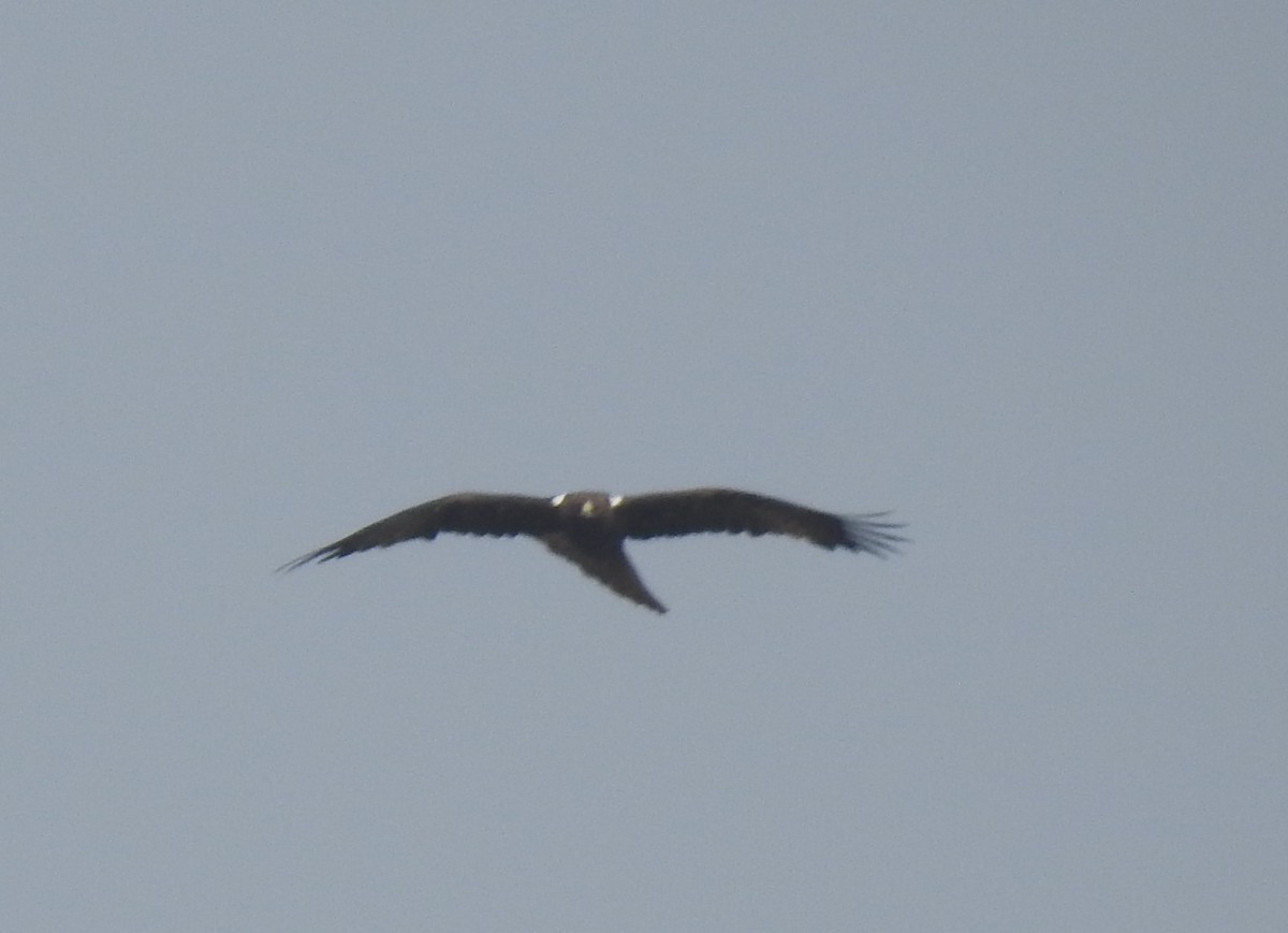 Booted Eagle - ML300836541