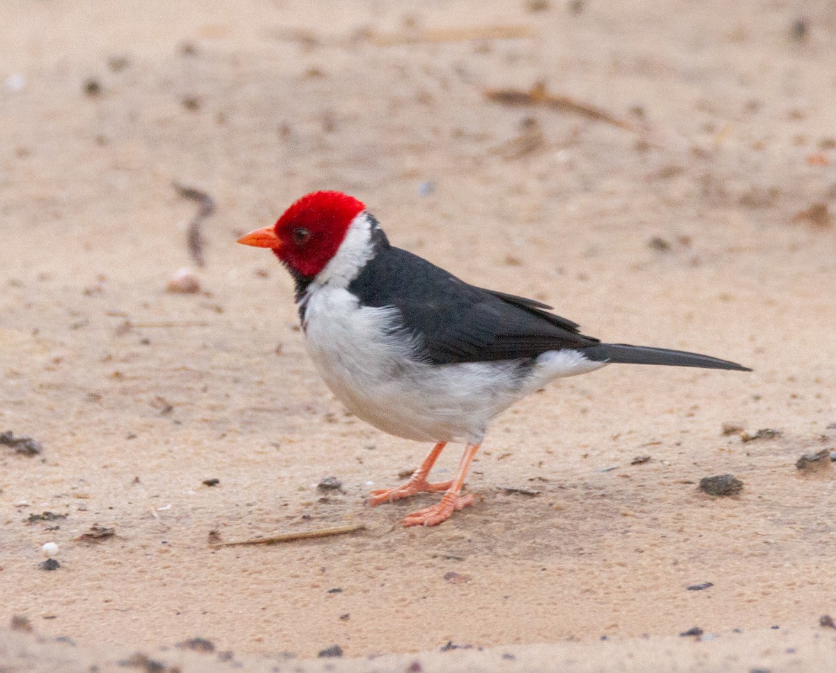 Yellow-billed Cardinal - ML300837081