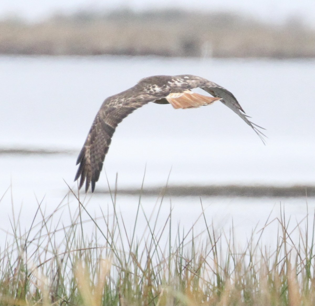 Red-tailed Hawk - ML300838071