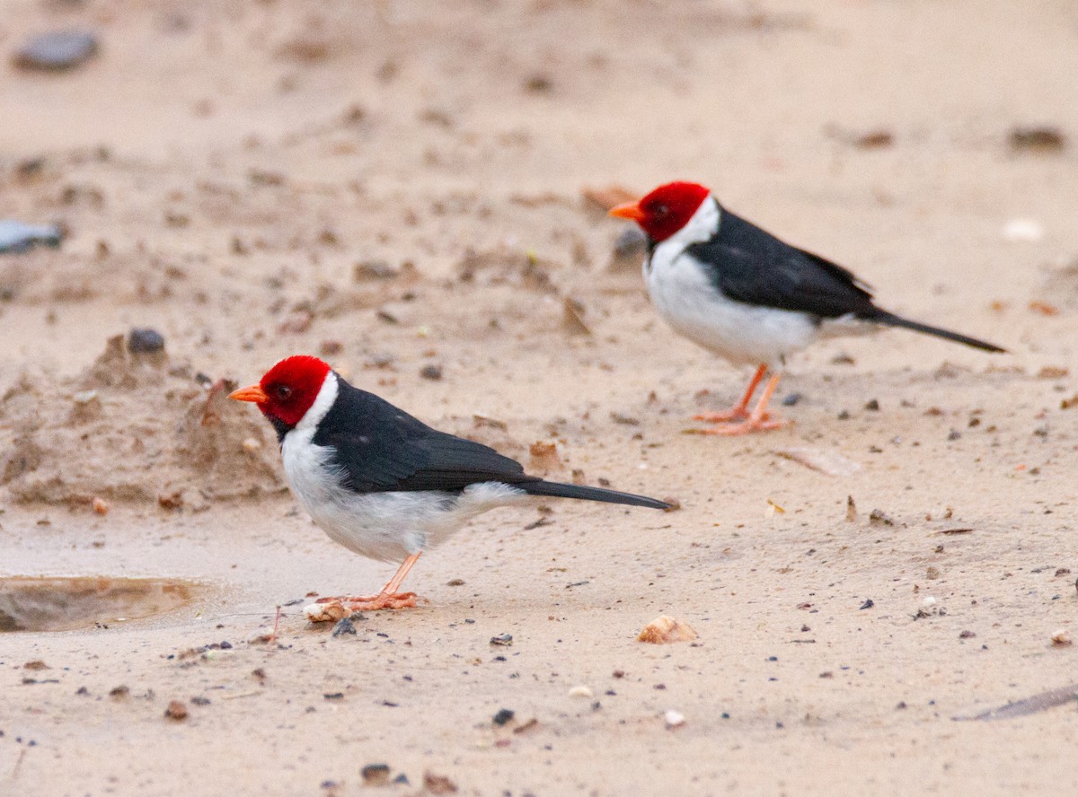 Yellow-billed Cardinal - Chuck Heikkinen