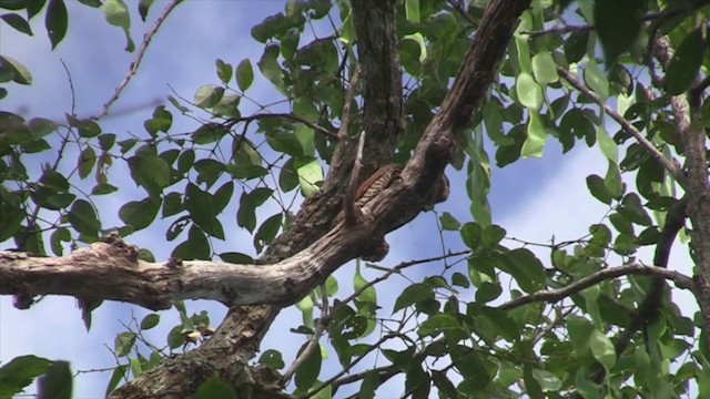 Ringed Woodpecker - ML300838971