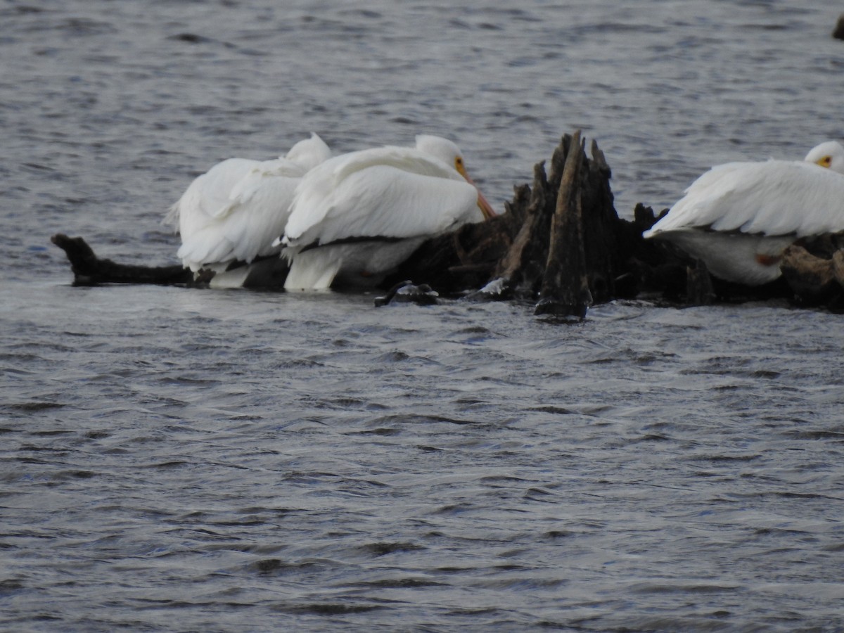 American White Pelican - ML300839071