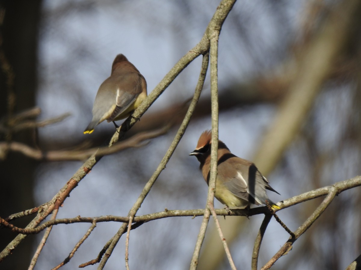 Cedar Waxwing - ML300839771