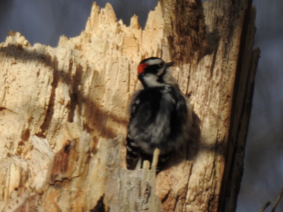 Downy Woodpecker - ML300840081
