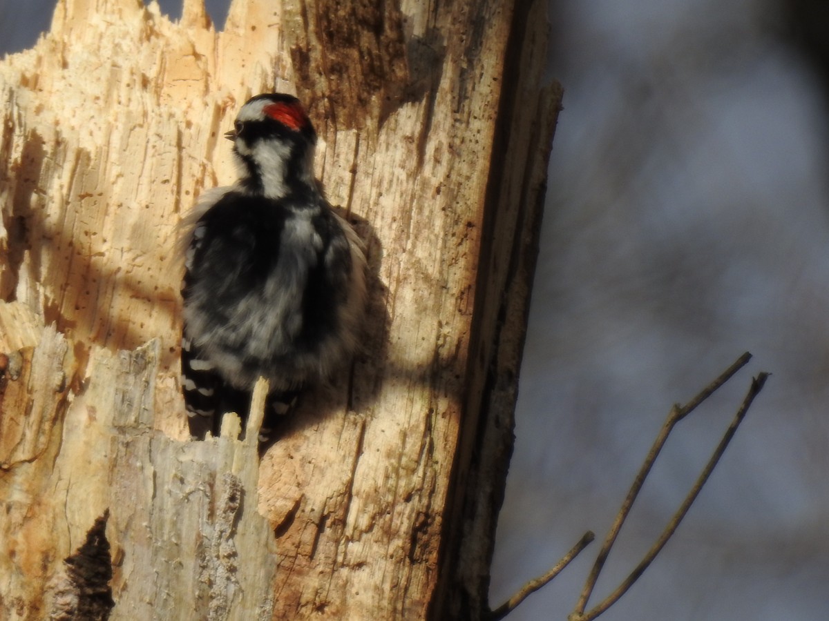 Downy Woodpecker - ML300840091