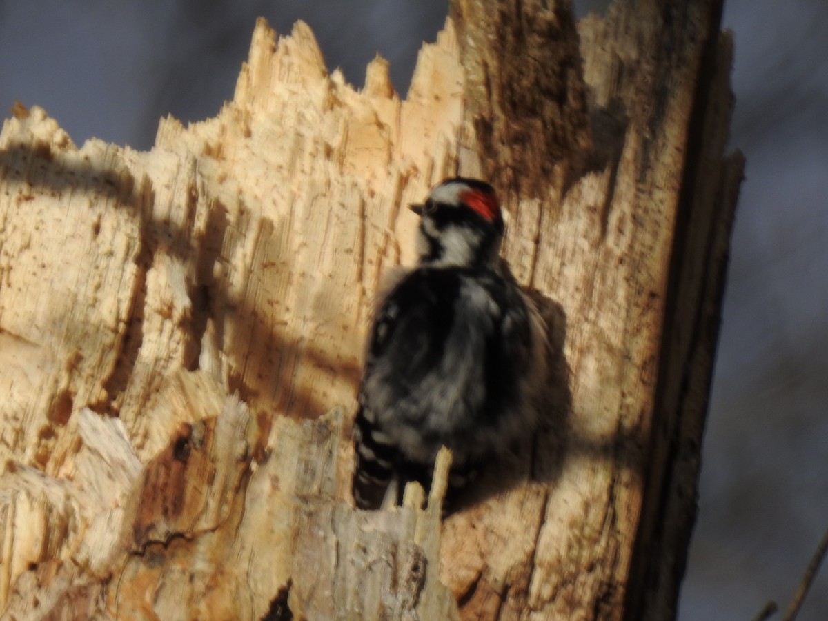 Downy Woodpecker - ML300840121