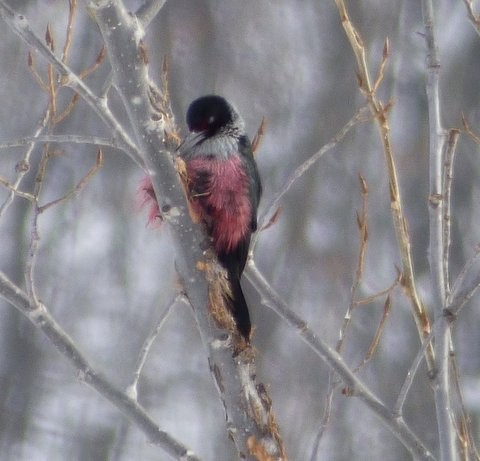 Lewis's Woodpecker - ML300840261