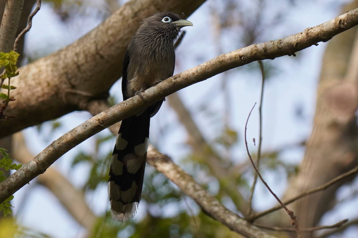 Blue-faced Malkoha - Sundar Muruganandhan