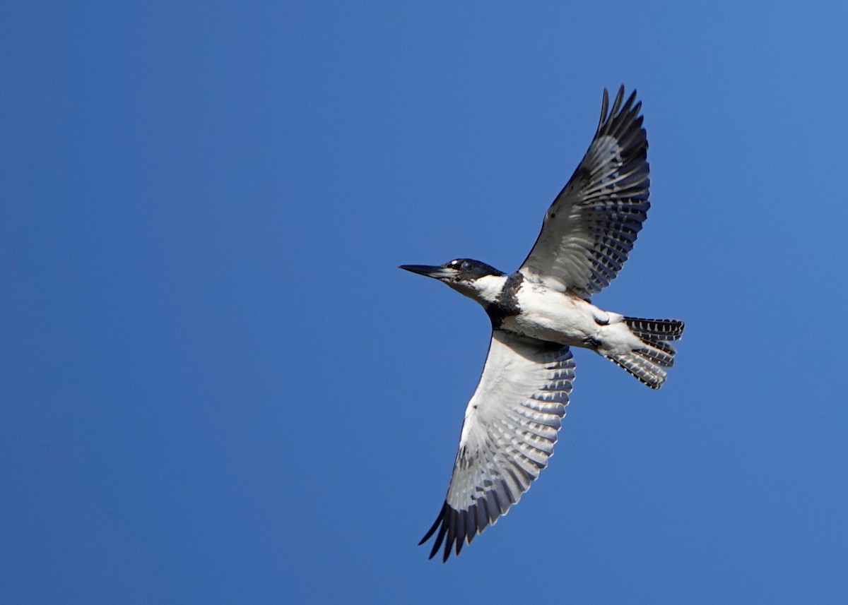 Belted Kingfisher - ML300843511
