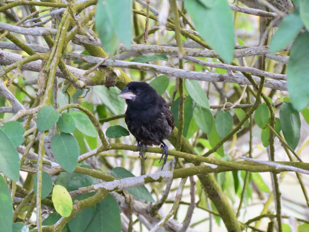 Española Ground-Finch - ML300843621