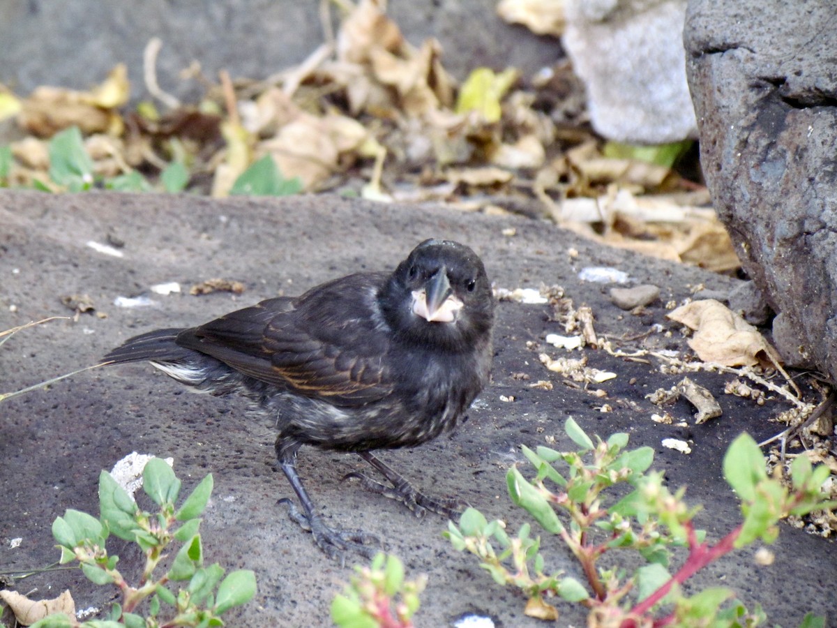 Española Ground-Finch - ML300843651